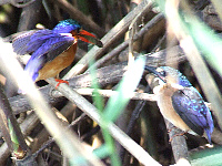Malachite Kingfisher Mom Malachite Kingfisher Mom